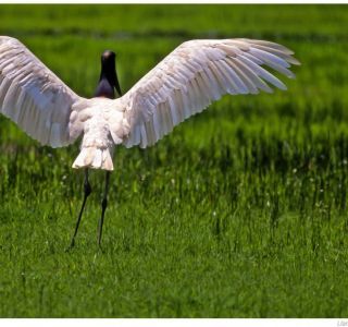 Llanos Jabiru Stork